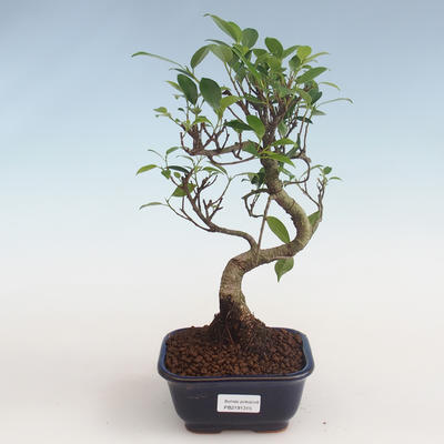 Pokojová bonsai - Ficus kimmen -  malolistý fíkus PB2191315