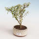 Pokojová bonsai - Serissa foetida Variegata - Strom tisíce hvězd PB2191323 - 1/2