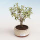 Pokojová bonsai - Serissa foetida Variegata - Strom tisíce hvězd PB2191324 - 1/2