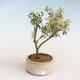 Pokojová bonsai - Serissa foetida Variegata - Strom tisíce hvězd PB2191325 - 1/2