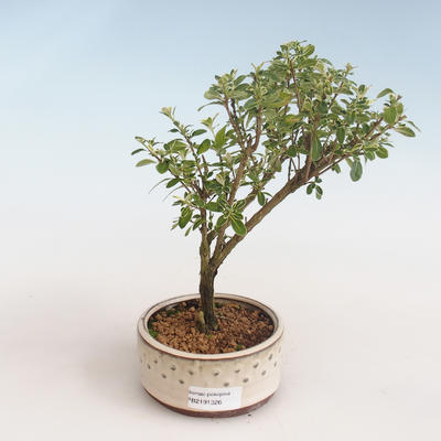 Pokojová bonsai - Serissa foetida Variegata - Strom tisíce hvězd PB2191326 - 1