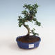 Pokojová bonsai - Carmona macrophylla - Čaj fuki PB2191327 - 1/5