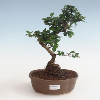 Pokojová bonsai - Carmona macrophylla - Čaj fuki PB2191328 - 1