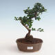 Pokojová bonsai - Carmona macrophylla - Čaj fuki PB2191328 - 1/5