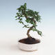 Pokojová bonsai - Carmona macrophylla - Čaj fuki PB2191329 - 1/5