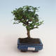 Pokojová bonsai - Carmona macrophylla - Čaj fuki 412-PB2191336 - 1/5