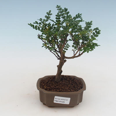 Pokojová bonsai - Zantoxylum piperitum - pepřovník PB2191526 - 1