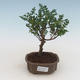 Pokojová bonsai - Zantoxylum piperitum - pepřovník PB2191526 - 1/5