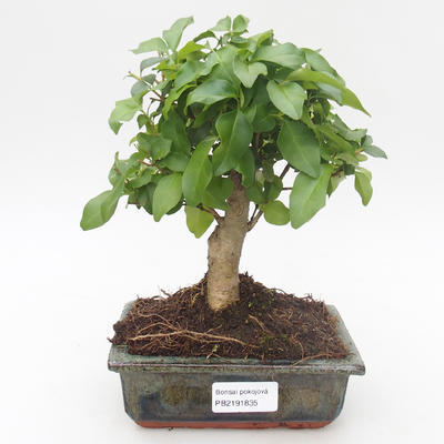 Pokojová bonsai -Ligustrum chinensis - Ptačí zob PB2191835 - 1