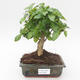 Pokojová bonsai -Ligustrum chinensis - Ptačí zob PB2191835 - 1/3