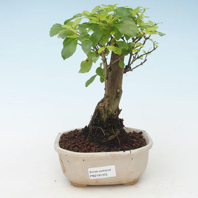 Pokojová bonsai - Duranta erecta Aurea 414-PB2191372 - 1
