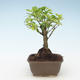 Pokojová bonsai - Duranta erecta Aurea 414-PB2191377 - 1/3