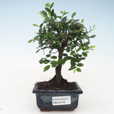 Pokojová bonsai- Ulmus Parvifolia-Malolistý jilm 414-PB2191378