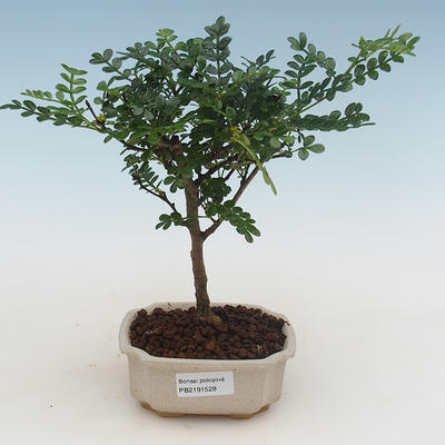 Pokojová bonsai - Zantoxylum piperitum - pepřovník PB2191528 - 1