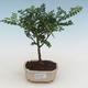 Pokojová bonsai - Zantoxylum piperitum - pepřovník PB2191528 - 1/5