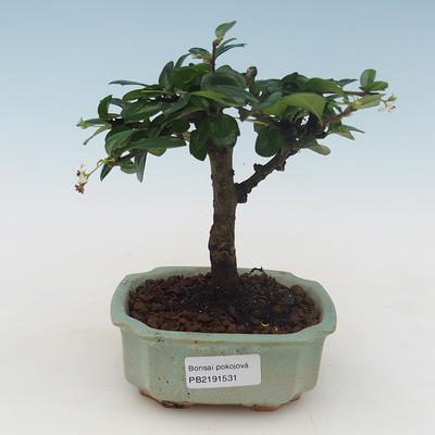 Pokojová bonsai - Carmona macrophylla - Čaj fuki PB2191531 - 1