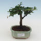 Pokojová bonsai - Carmona macrophylla - Čaj fuki PB2191531 - 1/5