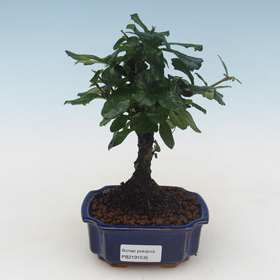 Pokojová bonsai - Carmona macrophylla - Čaj fuki PB2191535 - 1