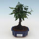 Pokojová bonsai - Carmona macrophylla - Čaj fuki PB2191535 - 1/5