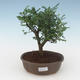 Pokojová bonsai - Zantoxylum piperitum - Pepřovník PB2191542 - 1/4