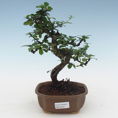Pokojová bonsai - Carmona macrophylla - Čaj fuki 405-PB2191551 - 1