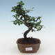 Pokojová bonsai - Carmona macrophylla - Čaj fuki 405-PB2191551 - 1/5