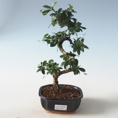 Pokojová bonsai - Carmona macrophylla - Čaj fuki PB2191545 - 1