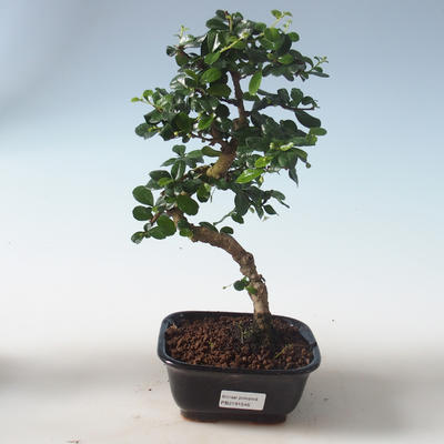Pokojová bonsai - Carmona macrophylla - Čaj fuki PB2191546 - 1