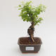 Pokojová bonsai - Duranta erecta Aurea PB2191571 - 1/3