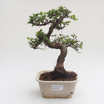 Pokojová bonsai - Ulmus parvifolia - Malolistý jilm PB2191581 - 1
