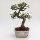 Pokojová bonsai - Ulmus parvifolia - Malolistý jilm PB2191581 - 1/3