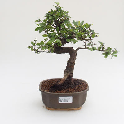 Pokojová bonsai - Ulmus parvifolia - Malolistý jilm PB2191582 - 1