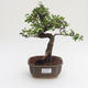 Pokojová bonsai - Ulmus parvifolia - Malolistý jilm PB2191582 - 1/3