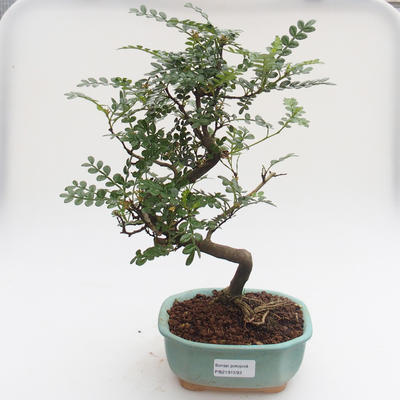 Pokojová bonsai - Zantoxylum piperitum - Pepřovník PB2191593 - 1