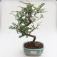 Pokojová bonsai - Zantoxylum piperitum - Pepřovník PB2191593 - 1/4