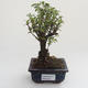 Pokojová bonsai - Serissa foetida Variegata - Strom tisíce hvězd PB2191611 - 1/2