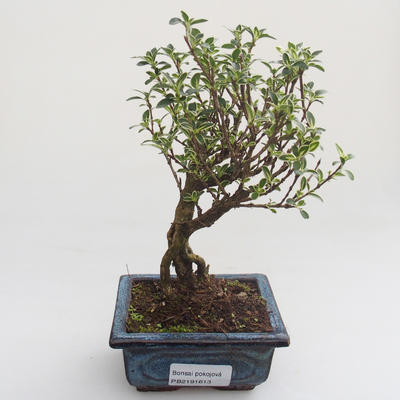 Pokojová bonsai - Serissa foetida Variegata - Strom tisíce hvězd PB2191613 - 1