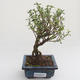 Pokojová bonsai - Serissa foetida Variegata - Strom tisíce hvězd PB2191613 - 1/2
