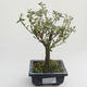 Pokojová bonsai - Serissa foetida Variegata - Strom tisíce hvězd PB2191614 - 1/2