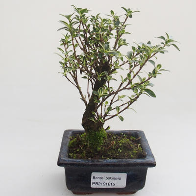 Pokojová bonsai - Serissa foetida Variegata - Strom tisíce hvězd PB2191615 - 1