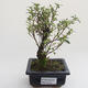 Pokojová bonsai - Serissa foetida Variegata - Strom tisíce hvězd PB2191615 - 1/2