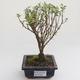 Pokojová bonsai - Serissa foetida Variegata - Strom tisíce hvězd PB2191616 - 1/2