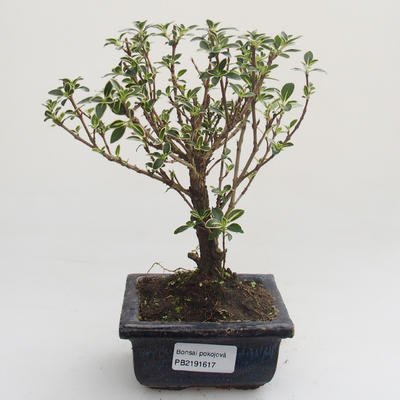 Pokojová bonsai - Serissa foetida Variegata - Strom tisíce hvězd PB2191617 - 1