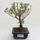Pokojová bonsai - Serissa foetida Variegata - Strom tisíce hvězd PB2191617 - 1/2