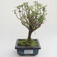 Pokojová bonsai - Serissa foetida Variegata - Strom tisíce hvězd PB2191619 - 1/2