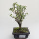Pokojová bonsai - Serissa foetida Variegata - Strom tisíce hvězd PB2191621 - 1/2