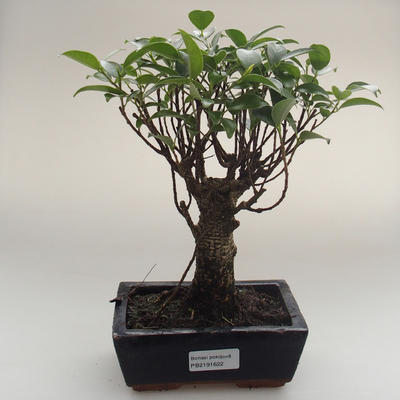 Pokojová bonsai - Ficus retusa -  malolistý fíkus PB2191622 - 1