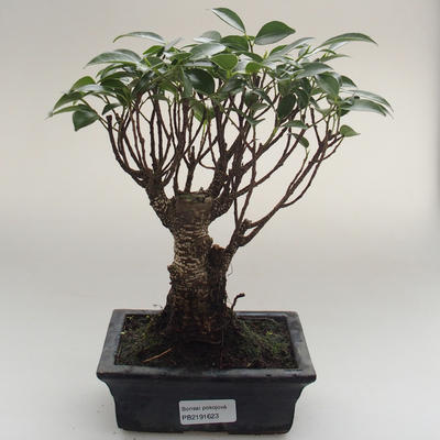Pokojová bonsai - Ficus retusa -  malolistý fíkus PB2191623 - 1