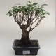 Pokojová bonsai - Ficus retusa -  malolistý fíkus PB2191623 - 1/2