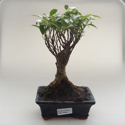 Pokojová bonsai - Ficus retusa -  malolistý fíkus PB2191624 - 1